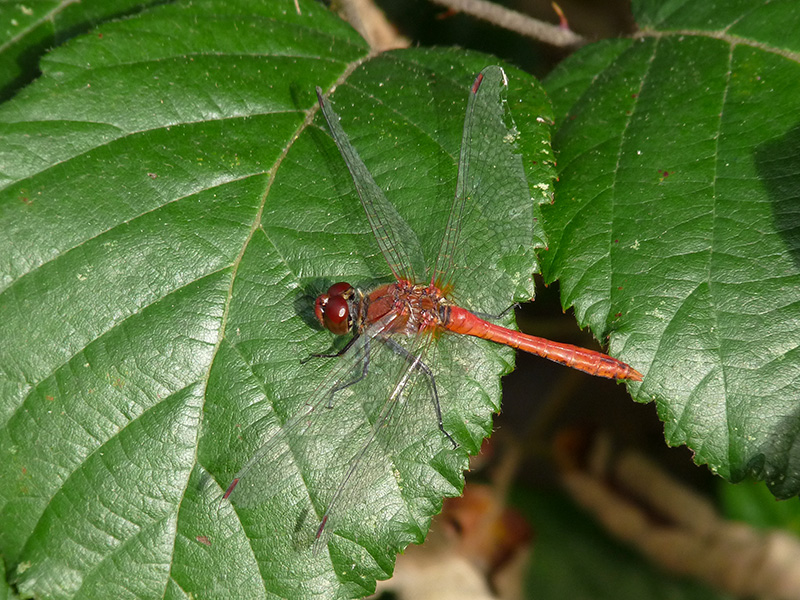 Sympetrum... ma quale?... sanguineum !